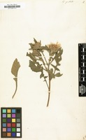 Filed as Centaurea pullata [family COMPOSITAE]