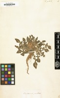 Filed as Centaurea pullata [family COMPOSITAE]