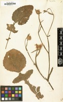 Filed as Centaurea napifolia [family COMPOSITAE]