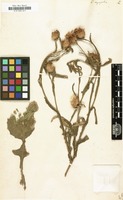 Filed as Centaurea napifolia [family COMPOSITAE]