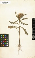 Filed as Centaurea eriophora [family COMPOSITAE]