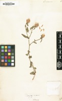 Filed as Centaurea nicaeensis [family COMPOSITAE]