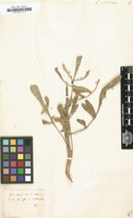 Filed as Centaurea centauroides [family COMPOSITAE]