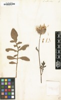 Filed as Centaurea centauroides [family COMPOSITAE]