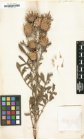 Filed as Centaurea centauroides [family COMPOSITAE]