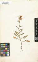 Filed as Centaurea verutum [family COMPOSITAE]