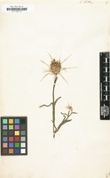 Filed as Centaurea verutum [family COMPOSITAE]