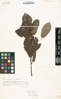 Filed as Quercus canariensis Willd. [family FAGACEAE]