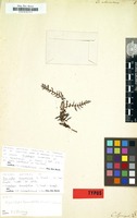 Original material of Lonchitis tenuifolia G.Forst. [family POLYPODIACEAE]