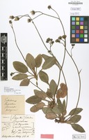 Holotype of Hieracium pallidum var. lurleyicum Touton [family COMPOSITAE]