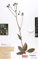 Holotype of Hieracium maculatum subvar. lacerifolium Schlickum & Touton [family COMPOSITAE]