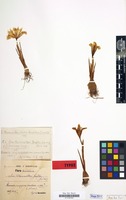 Type of Iris bornmülleri Hausskn. [family IRIDACEAE]