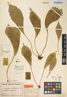 Type of Antrophyum obovatum Baker [family POLYPODIACEAE]