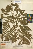 Type of Diplazium griffithii T.Moore [family POLYPODIACEAE]