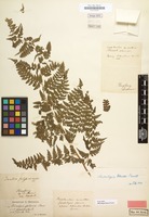 Type of Microlepia hancei Prantl [family POLYPODIACEAE]