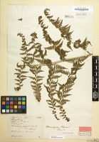 Type of Microlepia hancei Prantl [family POLYPODIACEAE]