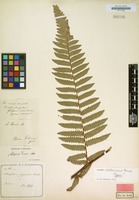 Type of Alsophila metteniana Hance [family CYATHEACEAE]