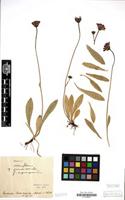 Type? of Hieracium stoloniflorum var. angustisquamum Touton [family COMPOSITAE]