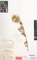 Type of Cousinia ferghanensis Bornm. [family COMPOSITAE]