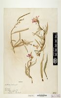 Type of Matthiola maderensis Lowe [family CRUCIFERAE]