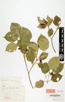 Isotype of Voatamalo capuronii Bosser [family EUPHORBIACEAE]