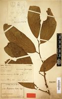 Type of Strombosiopsis zenkeri Engl. [family OLACACEAE]