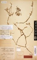Holotype of Portulaca tenera Peter [family PORTULACACEAE]