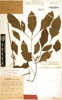 Syntype of Heterolobium dilaceratum Peter [family ARACEAE]
