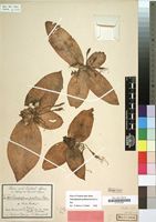 Type of Chlorophytum pusillum Schweinf. ex Baker [family LILIACEAE]