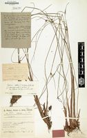 Lectotype of Cyperus aster var. biflorus Peter & Kük. [family CYPERACEAE]