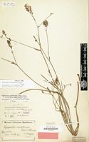 Holotype of Lapeirousia masukuensis Vaupel & Schltr. [family IRIDACEAE]