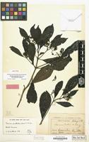 Isotype of Tarenna pavettoides subsp. guineensis Degreef [family RUBIACEAE]