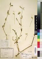 Type of Pfaffia fruticulosa Suess. [family AMARANTHACEAE]