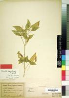 Type of Irenella chrysotricha Suess. [family AMARANTHACEAE]
