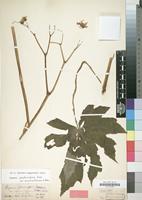 Type of Begonia platanifolia var. acuminatissima Kuntze [family BEGONIACEAE]