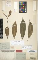 Type of Ficus pulchella Schott ex Spreng. [family MORACEAE]