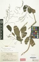 Isolectotype of Charpentiera obovata f. parvifolia Suess. [family AMARANTHACEAE]