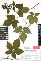 Isotype of Rubus braeuckeriformis H.E.Weber [family ROSACEAE]