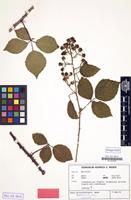 Isotype of Rubus anisacanthiopsis H.E.Weber [family ROSACEAE]