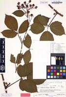 Isotype of Rubus nuptialis H.E.Weber [family ROSACEAE]