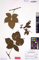 Isotype of Rubus nessensis subsp. cubirianus H.E.Weber [family ROSACEAE]