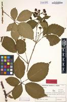 Isotype of Rubus macer H.E.Weber [family ROSACEAE]