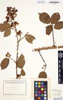 Type? of Rubus langei G.Jens. ex Focke [family ROSACEAE]