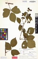 Isotype of Rubus stormanicus H.E.Weber [family ROSACEAE]
