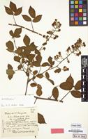 Lectotype of Rubus schlechtendalii var. albus Kük. [family ROSACEAE]