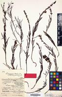 Type of Linaria demawendica Bornm. [family SCROPHULARIACEAE]