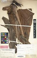 Type of Epipremnum moszkowskii K.Krause [family ARACEAE]