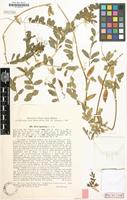 Type of Vicia hyrcanica Fisch. & C.A.Mey. [family LEGUMINOSAE]