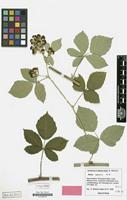 Holotype of Rubus imbellis Matzk. [family ROSACEAE]