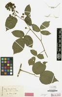 Isolectotype of Rubus hebecaulis subsp. condensatus P.J.Müll. [family ROSACEAE]
